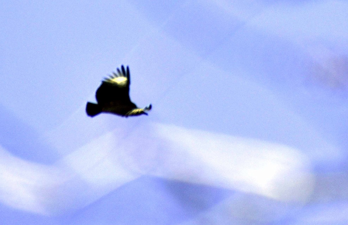 Black Vulture - ML643509527