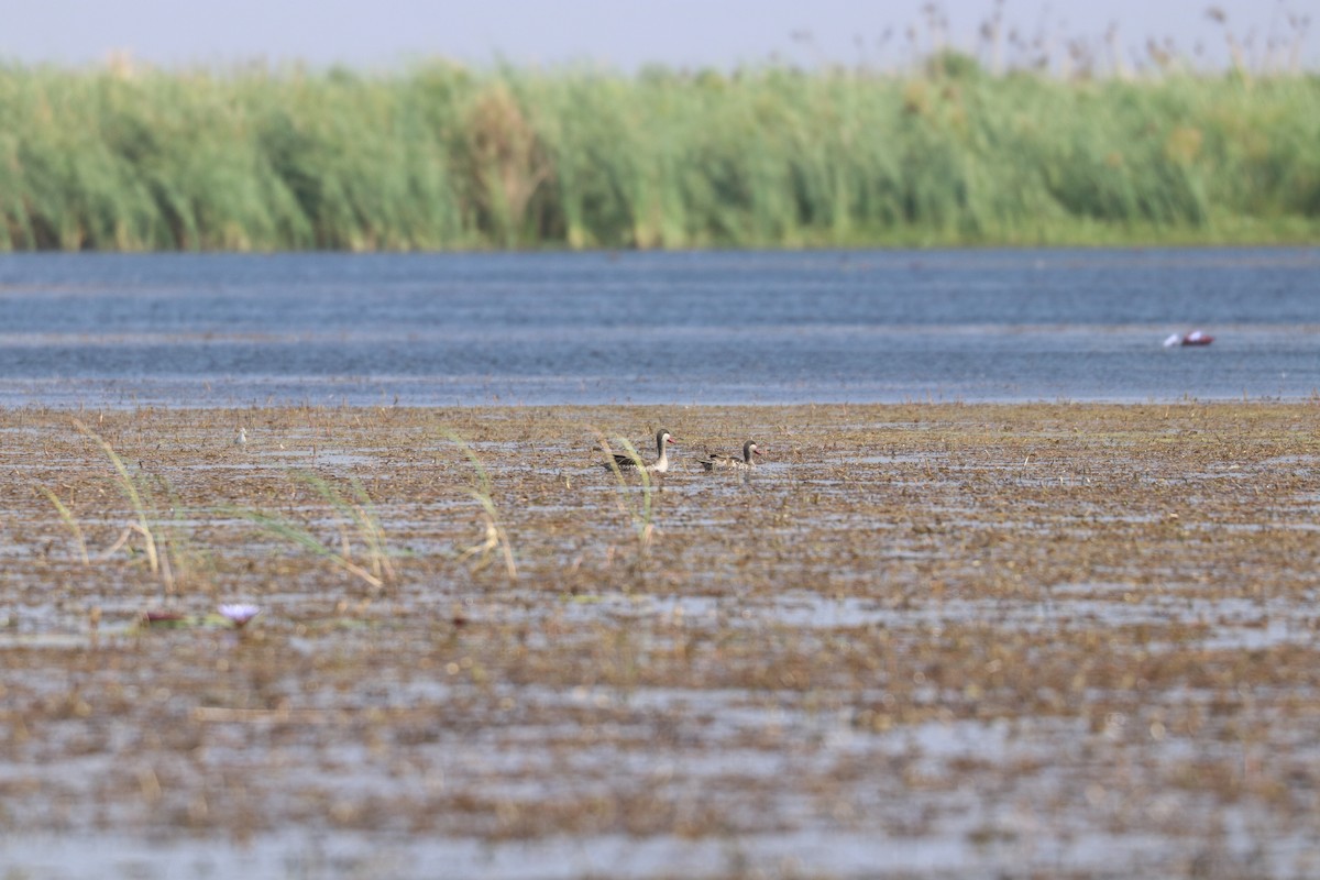 Lesser Jacana - ML643509542
