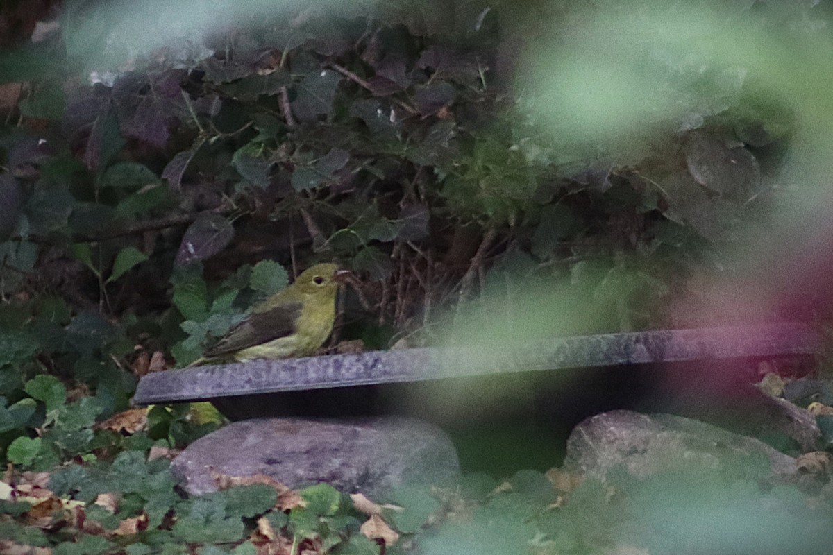 Scarlet Tanager - ML643509543