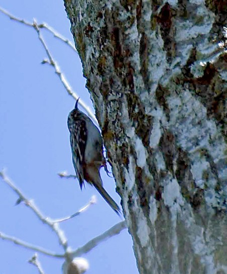 Brown Creeper - ML643509544