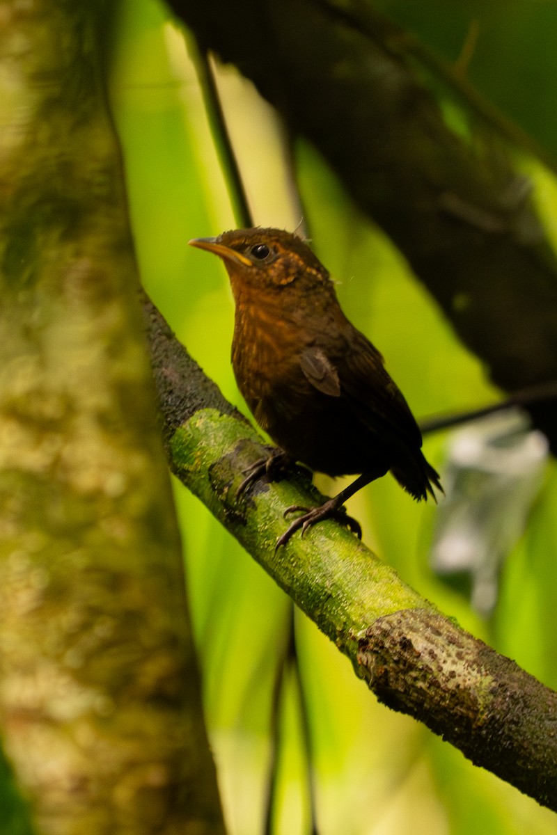 Musician Wren - ML643509551