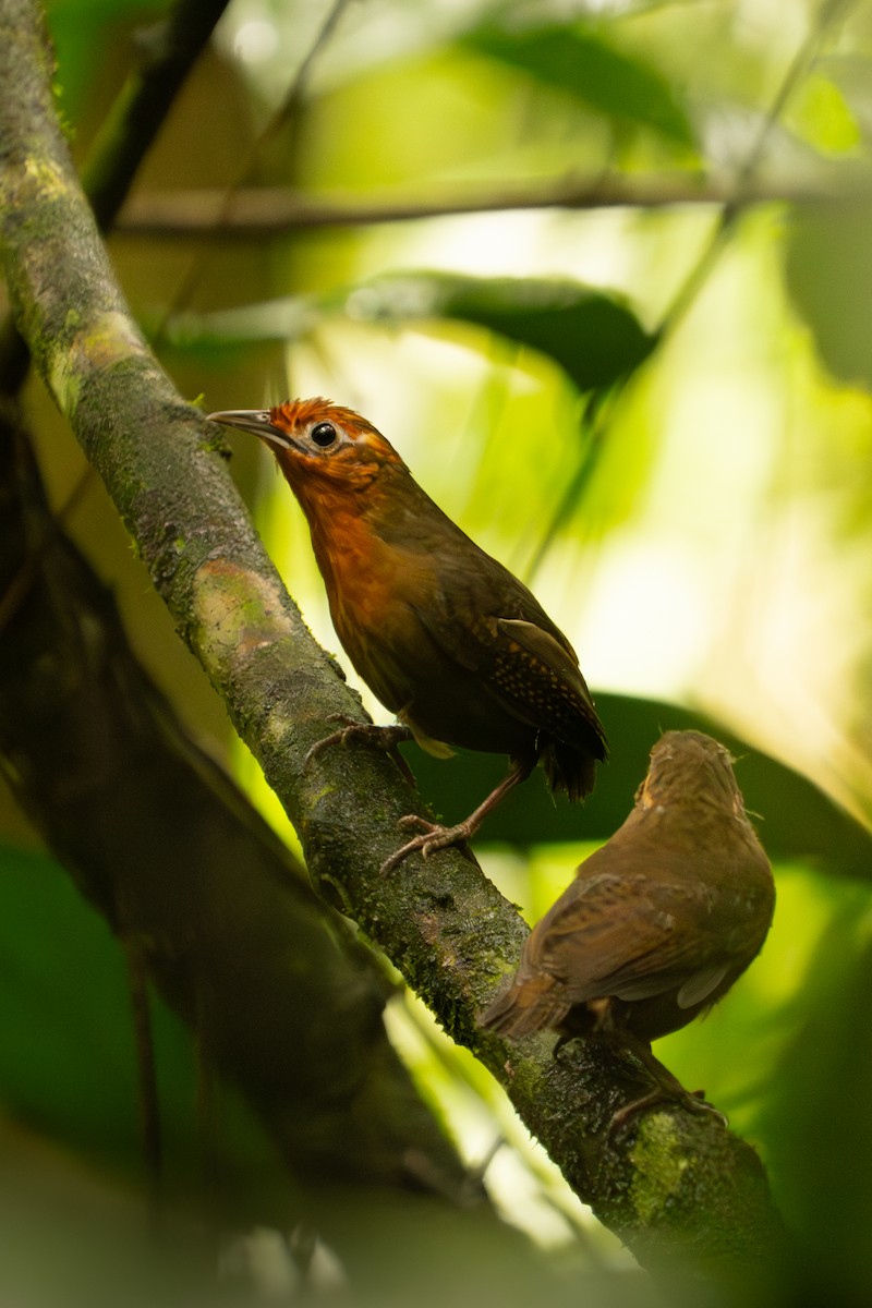 Musician Wren - ML643509552