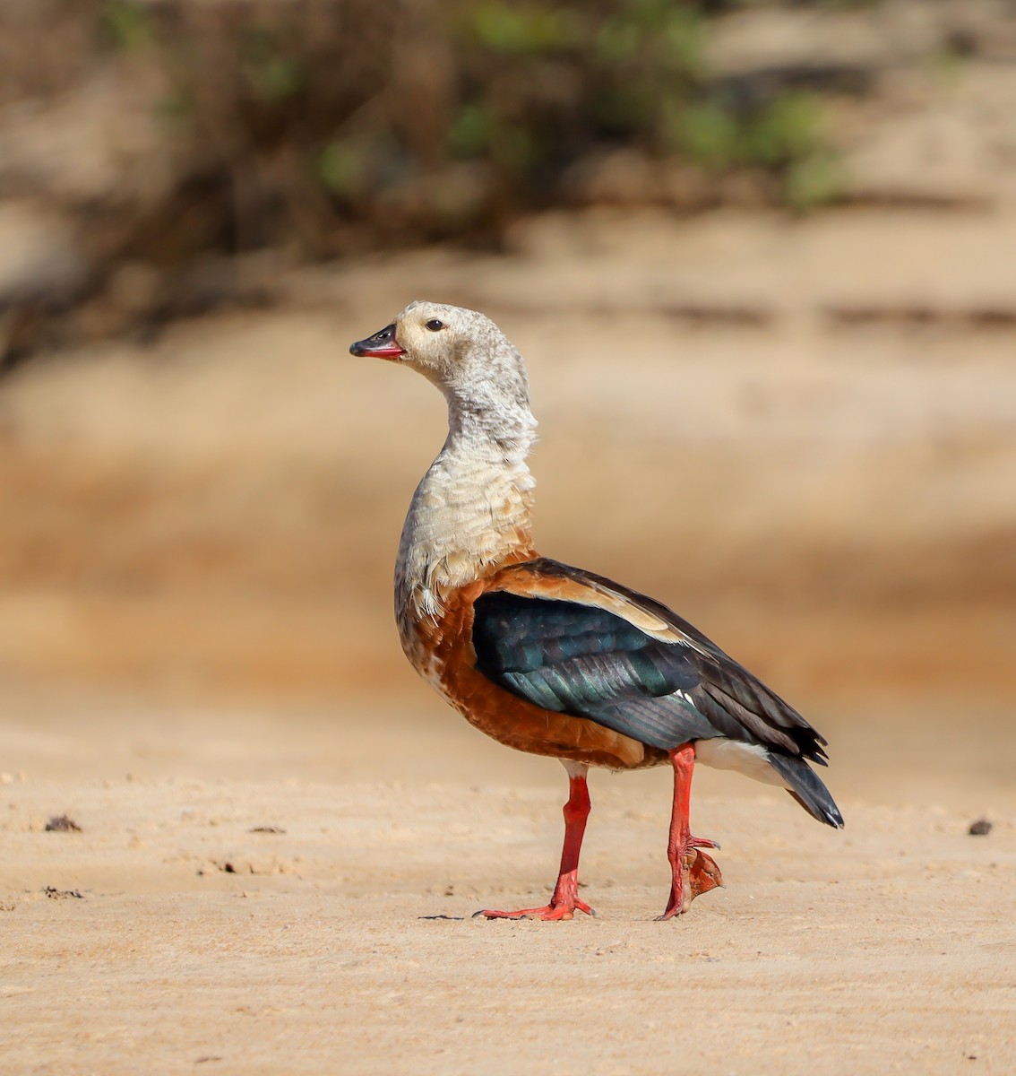 Orinoco Goose - ML643509560