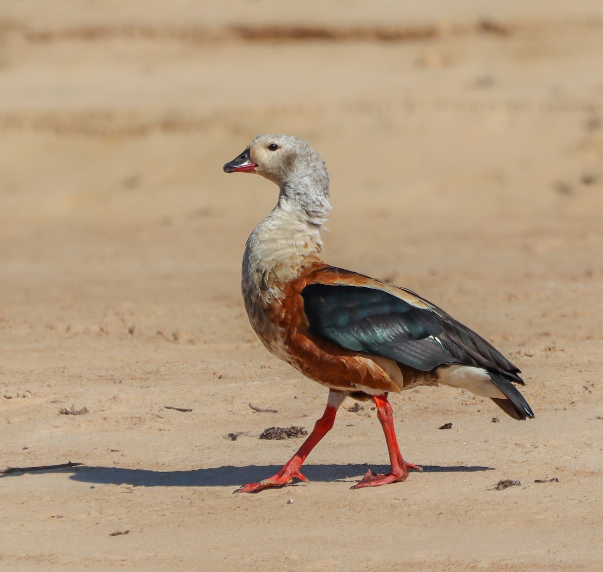 Orinoco Goose - ML643509567