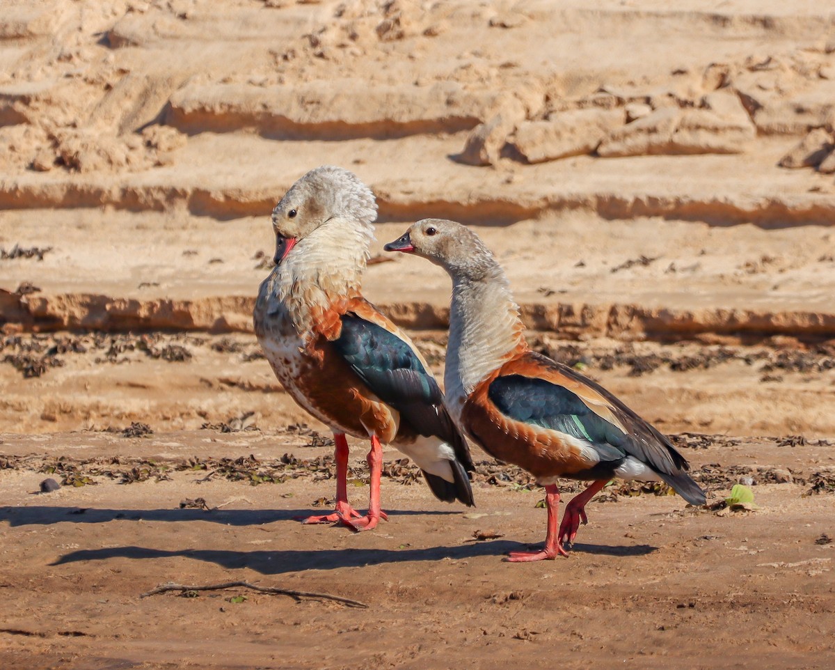 Orinoco Goose - ML643509576