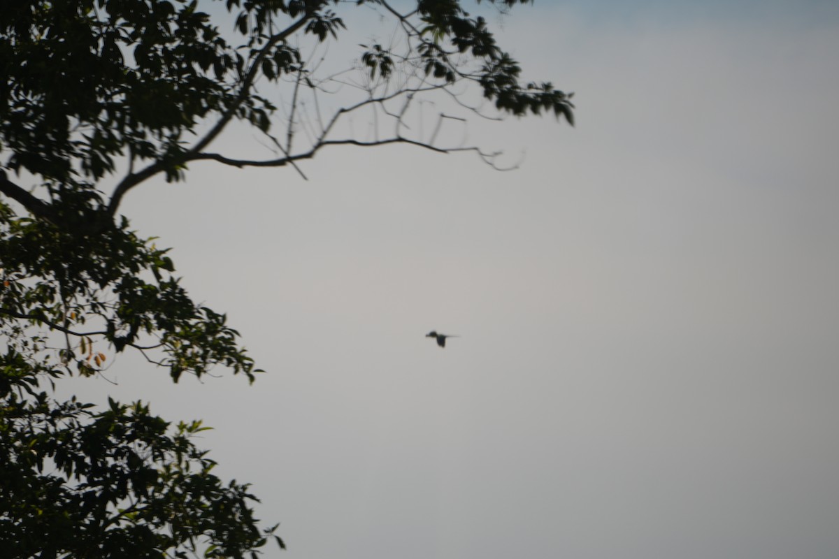 Great Green Macaw - ML643509582
