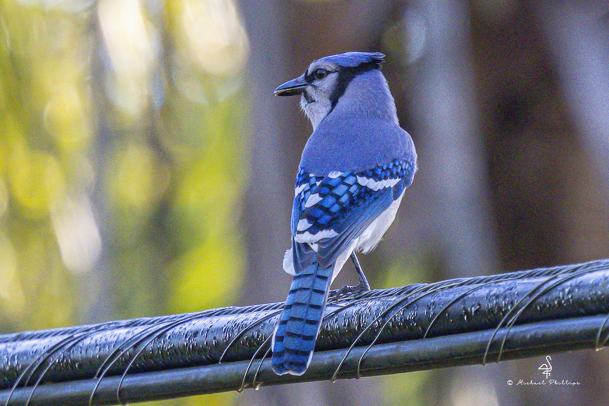 Blue Jay - ML643509584