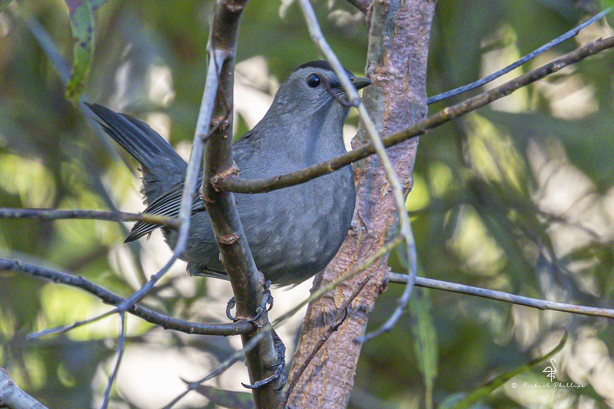 kattespottefugl - ML643509586