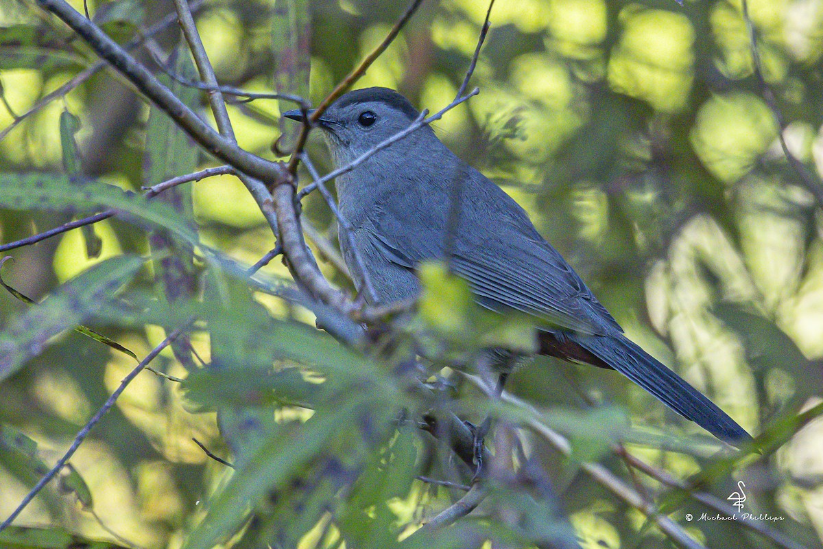 kattespottefugl - ML643509587