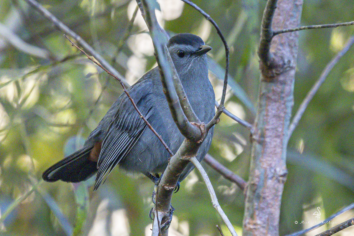 Gray Catbird - ML643509588
