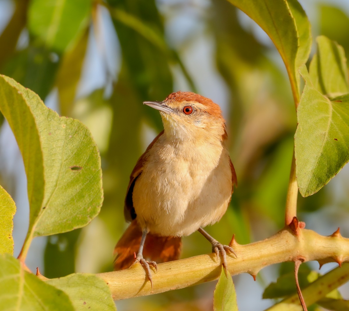 Yellow-chinned Spinetail - ML643509594