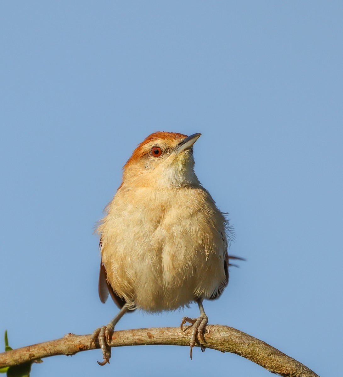 Yellow-chinned Spinetail - ML643509599