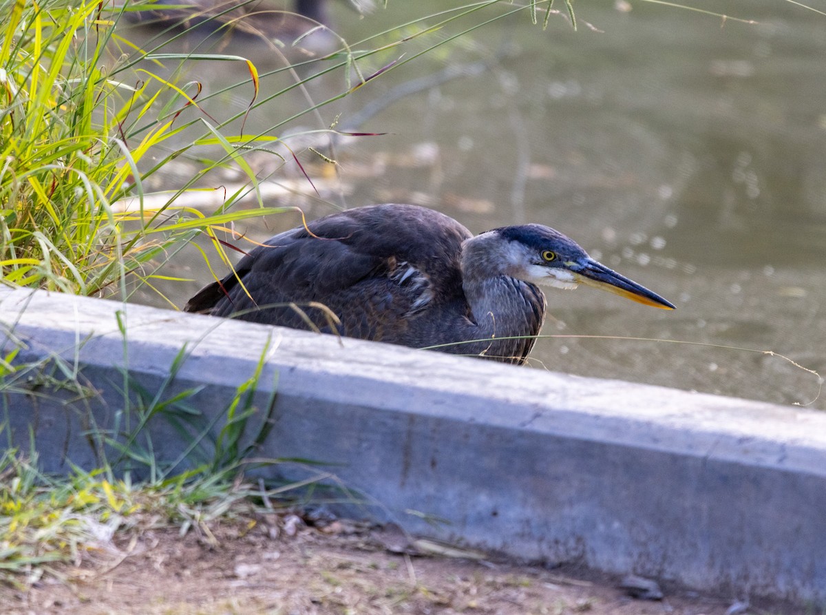 Great Blue Heron - ML643509607