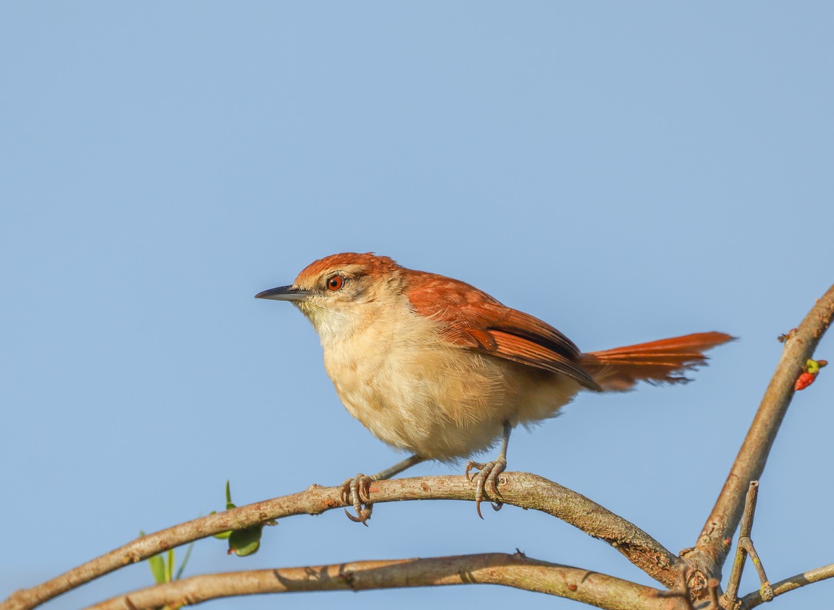 Yellow-chinned Spinetail - ML643509608