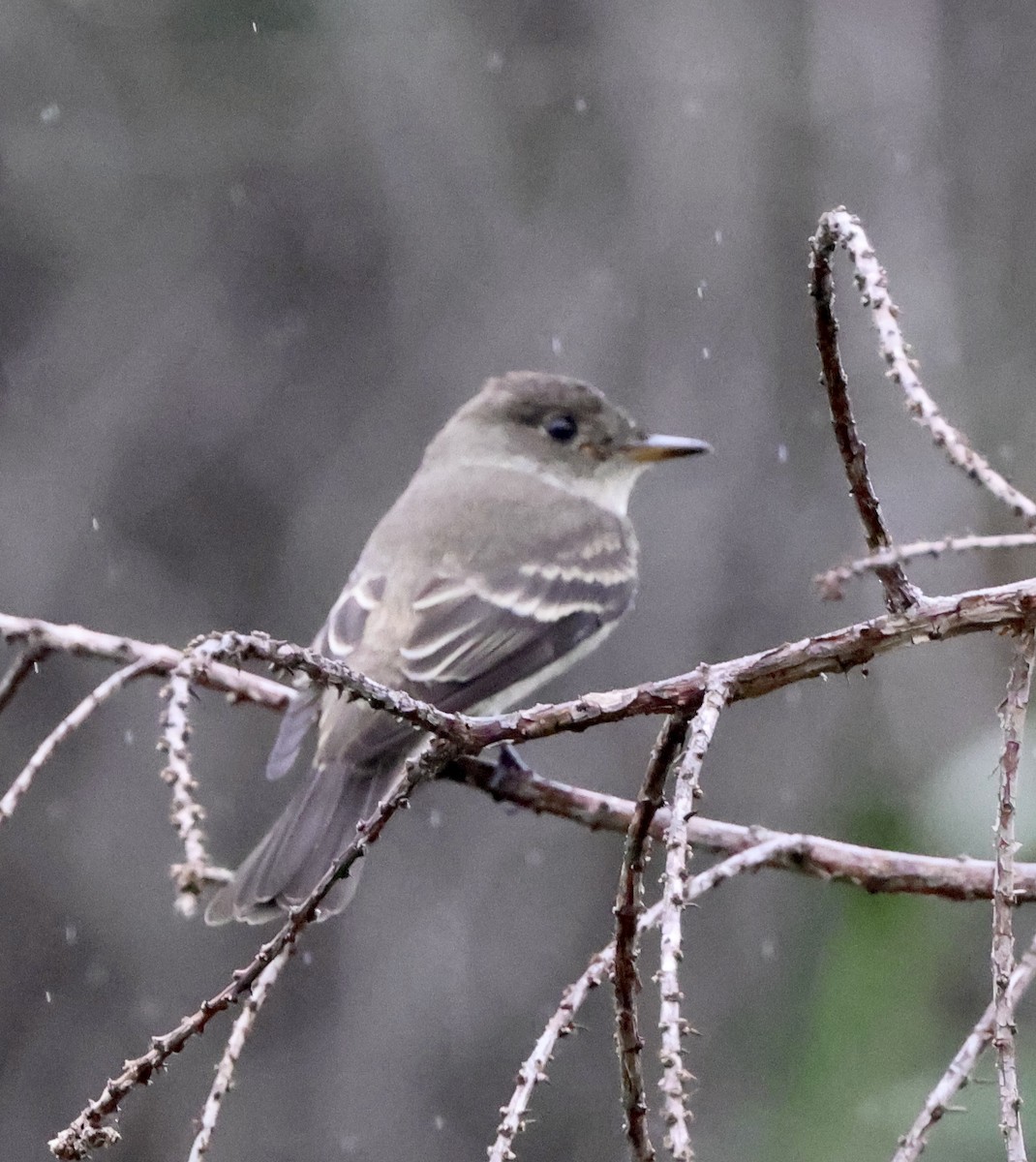 Western Wood-Pewee - ML643509611
