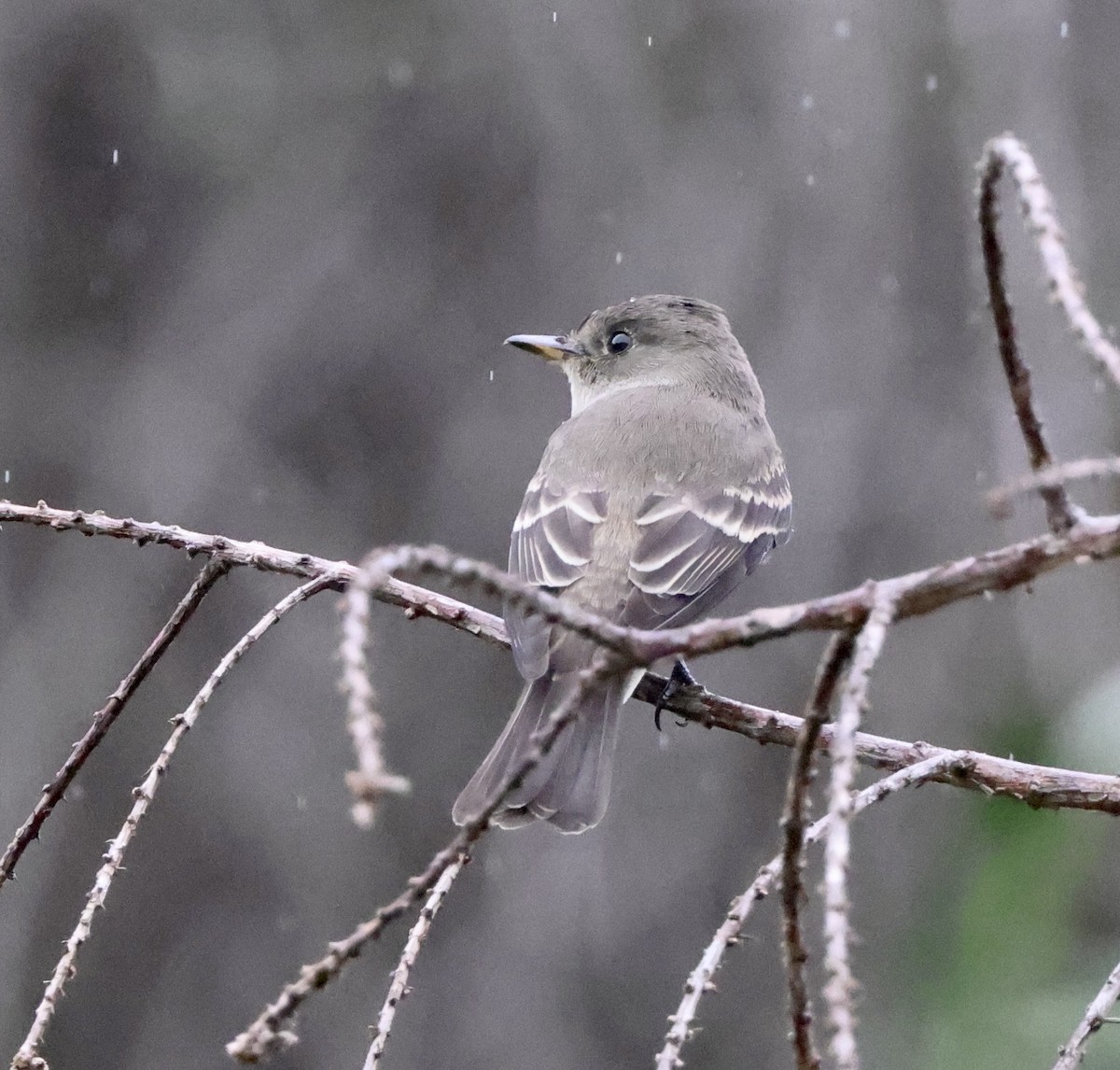 Western Wood-Pewee - ML643509612