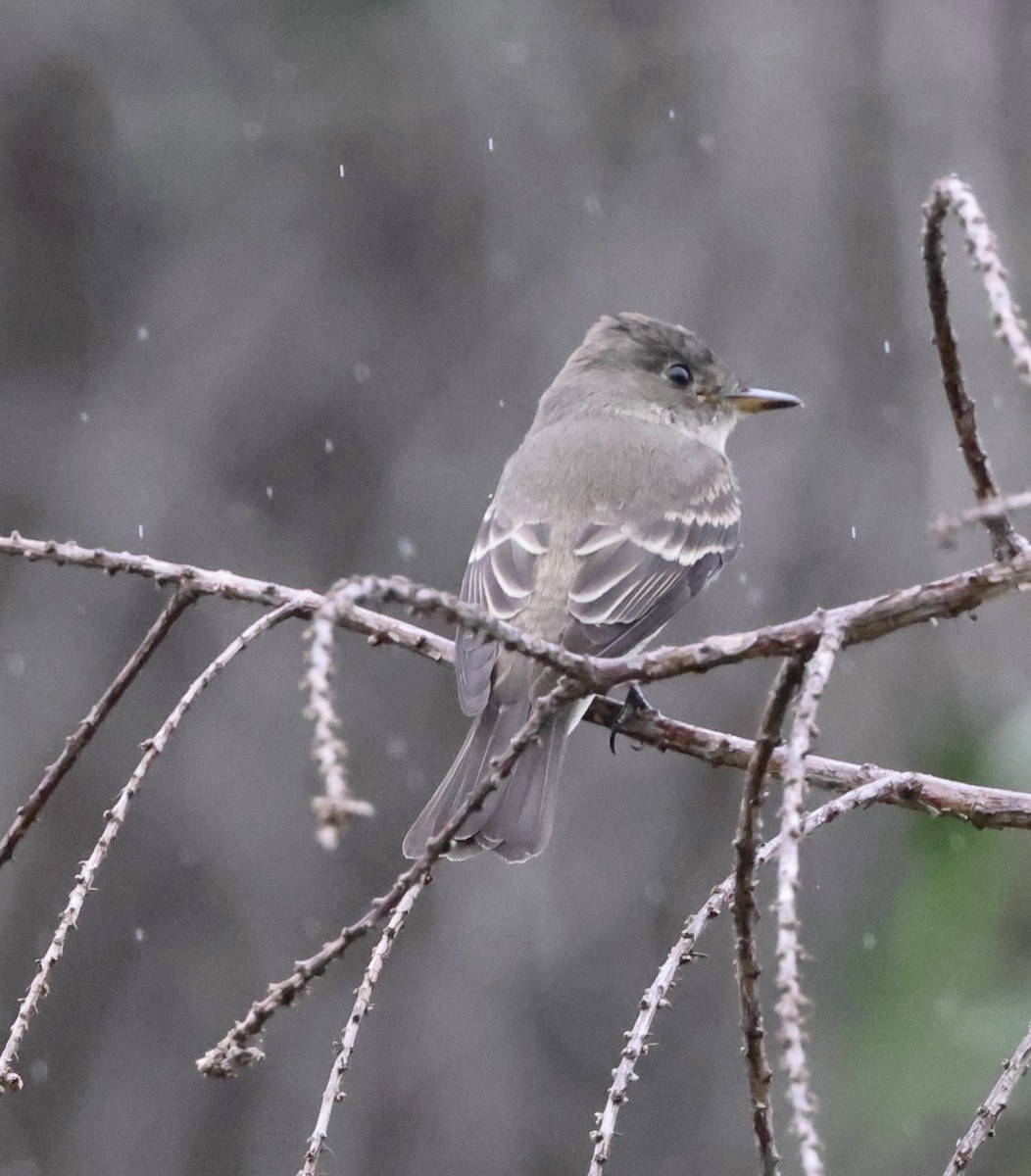 Western Wood-Pewee - ML643509614