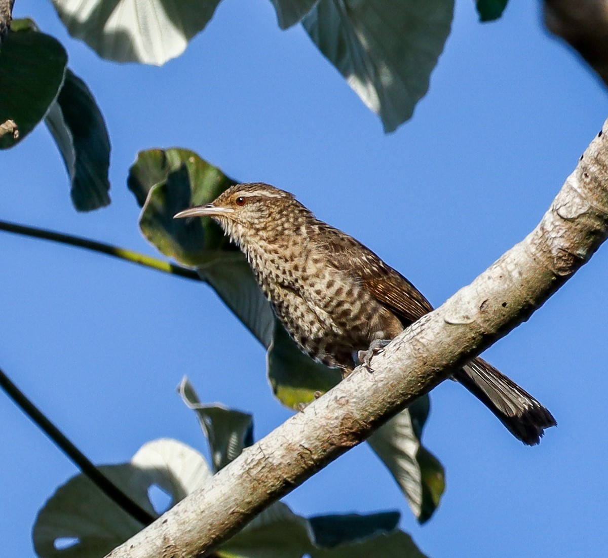 Thrush-like Wren - ML643509617