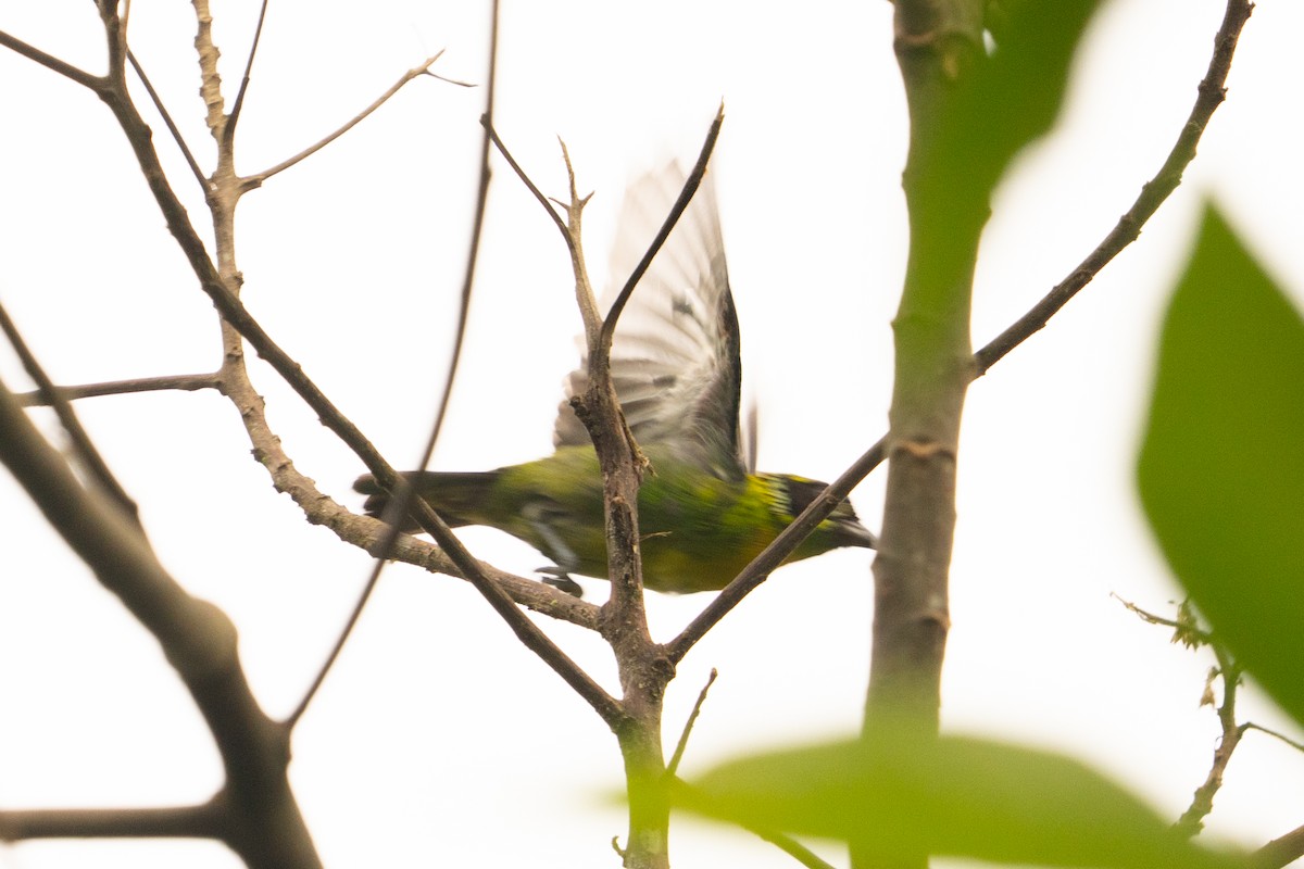 Танагра золотогруда - ML643509629