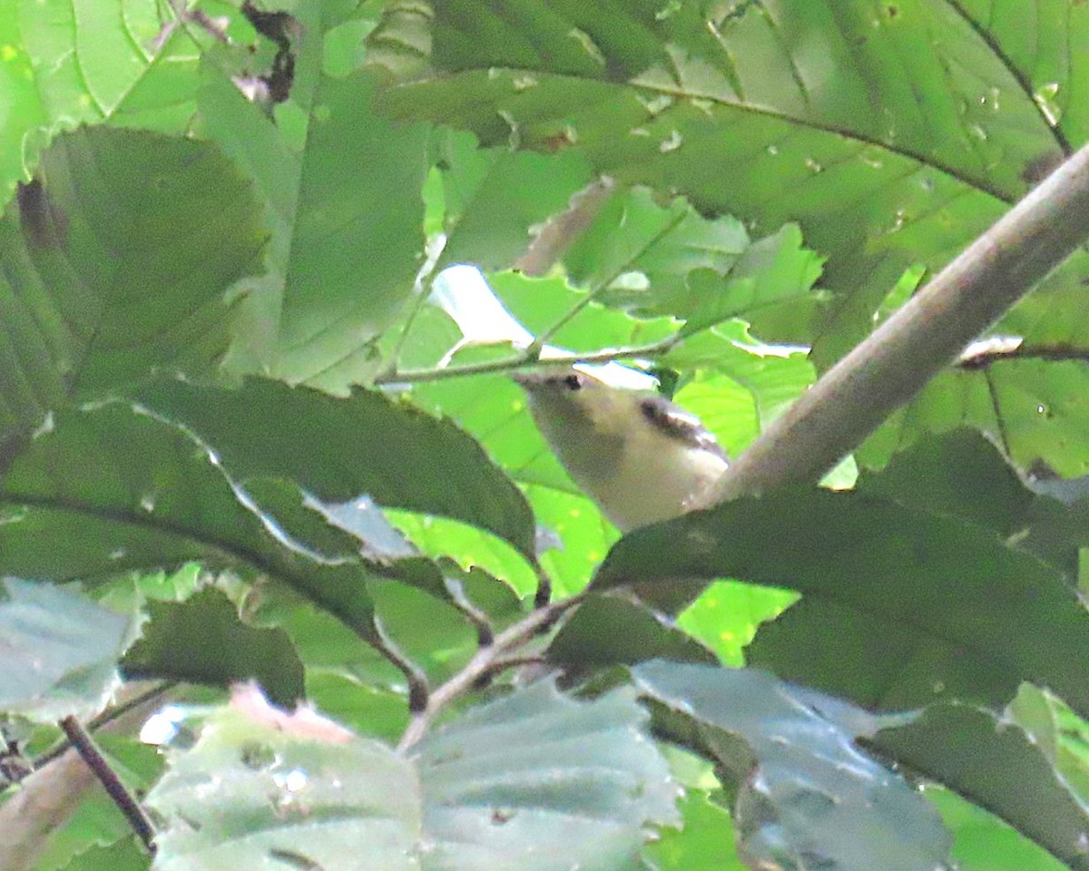 Bay-breasted Warbler - ML643509635