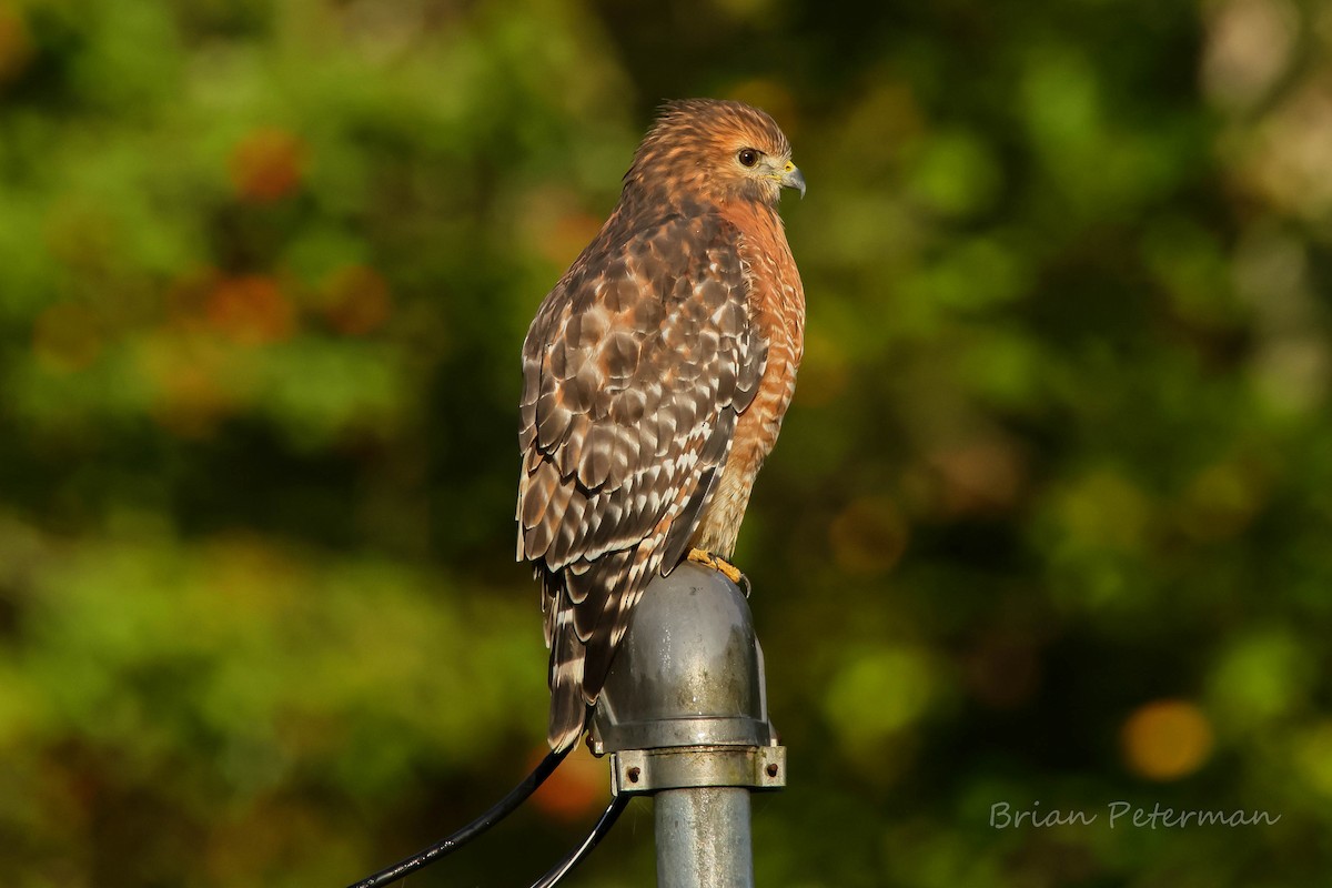 Red-shouldered Hawk - ML643509639