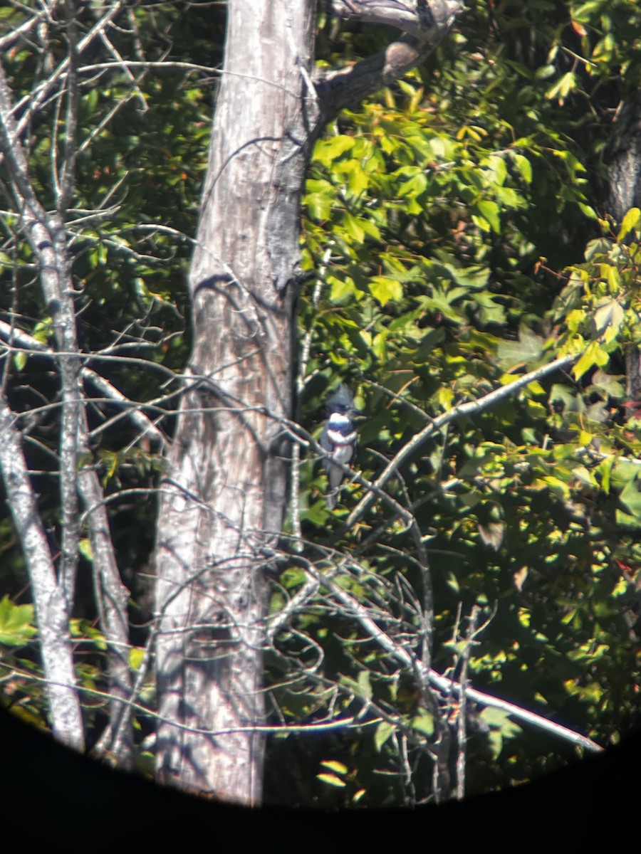 Belted Kingfisher - ML643509645