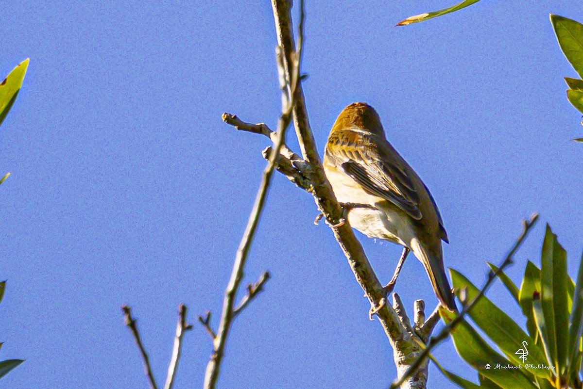 Indigo Bunting - ML643509646