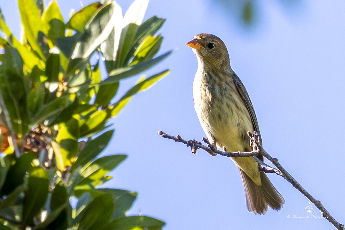 Indigo Bunting - ML643509647
