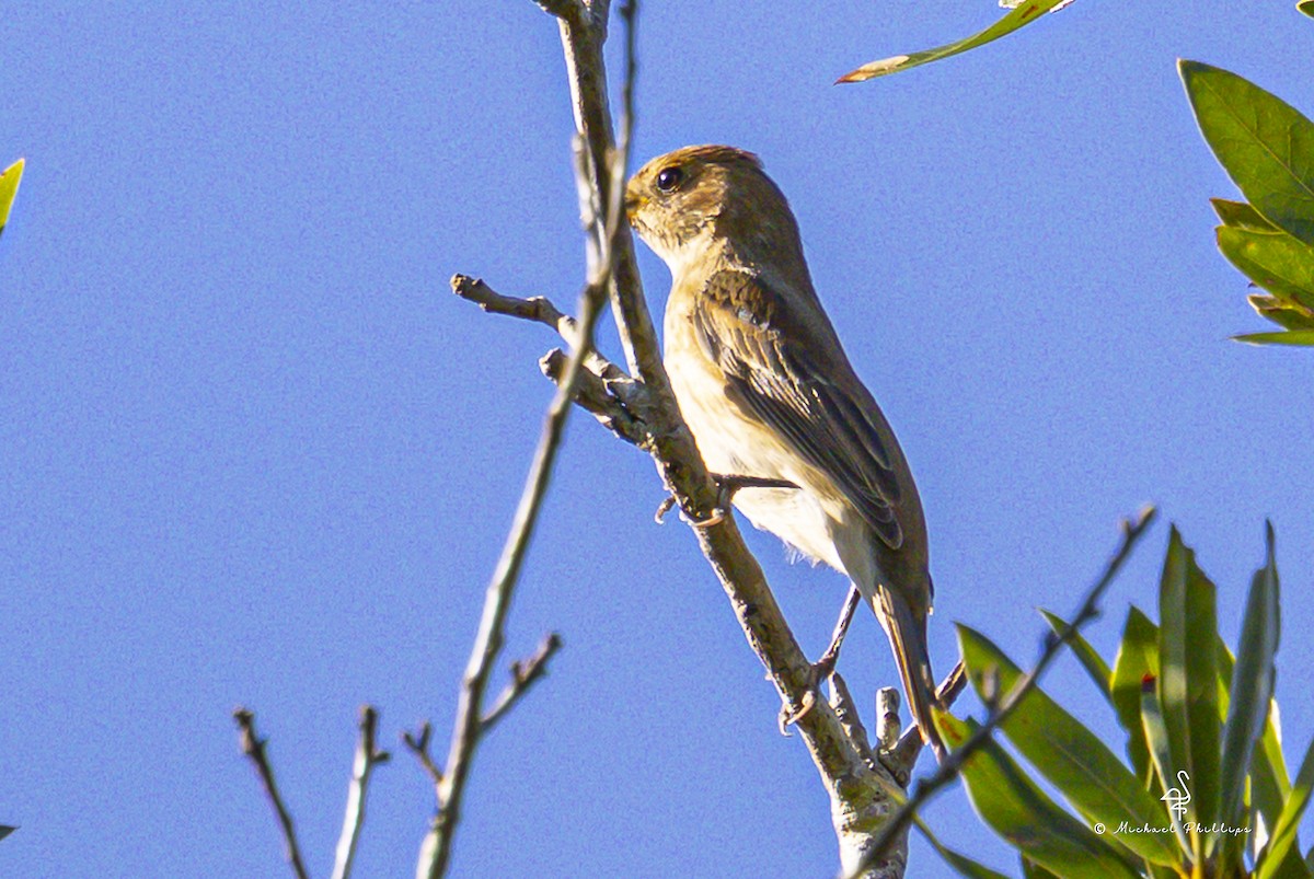 Indigo Bunting - ML643509648