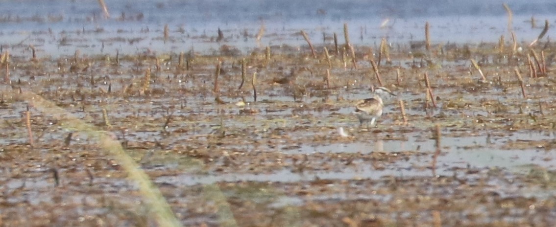 Lesser Jacana - ML643509651