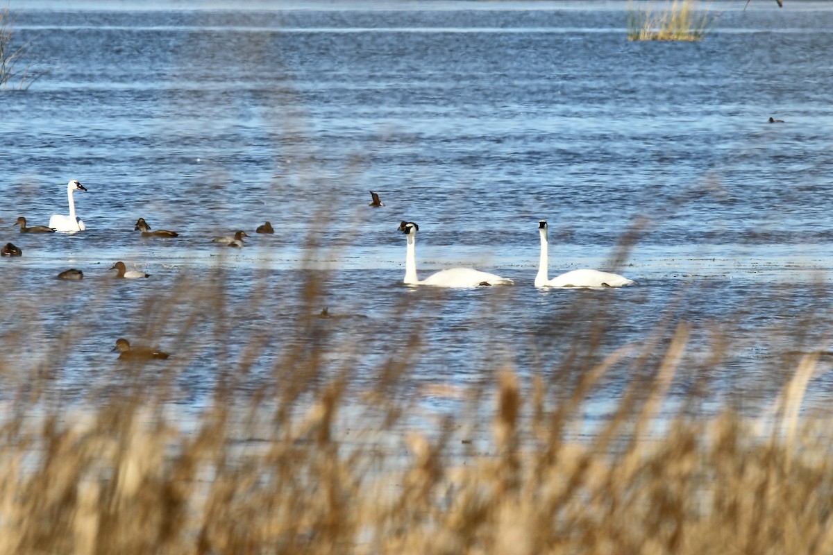 Trumpeter Swan - ML643509664