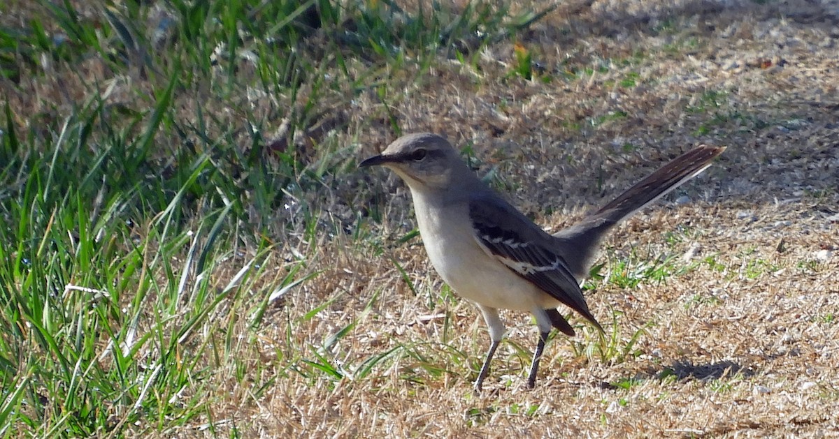 Northern Mockingbird - ML643509682