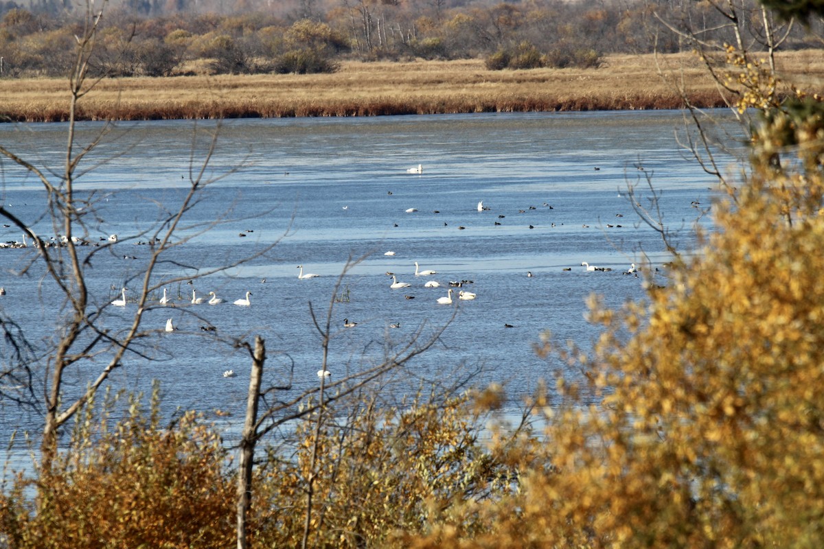 Tundra Swan (Whistling) - ML643509683