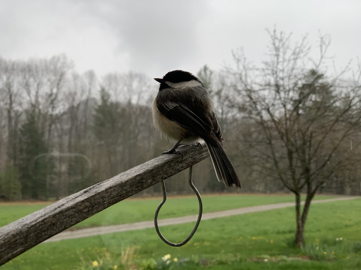 Black-capped Chickadee - ML643509684
