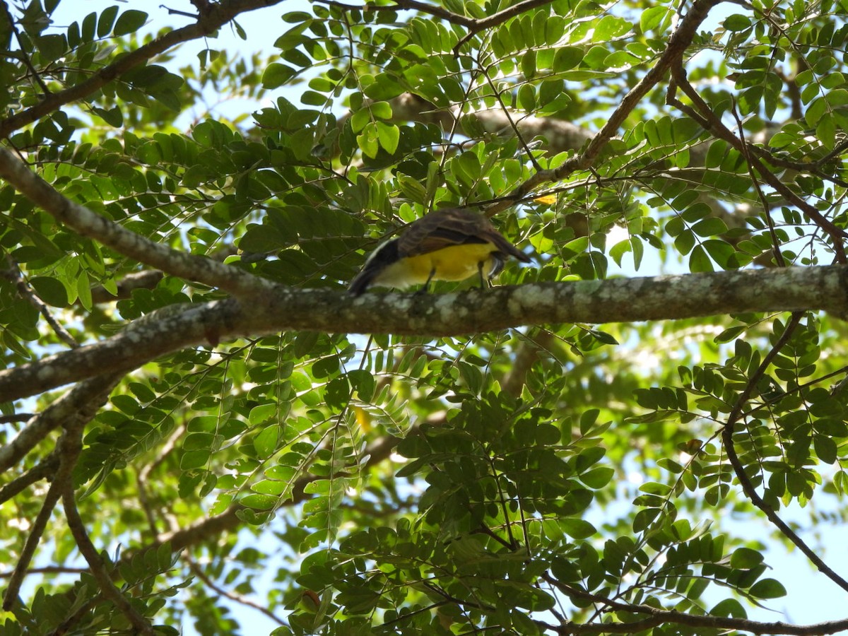 Boat-billed Flycatcher - ML643509685