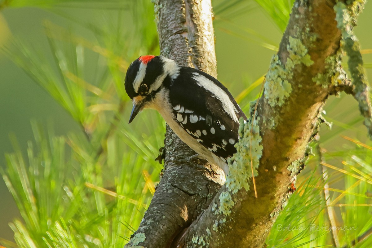 Downy Woodpecker - ML643509690