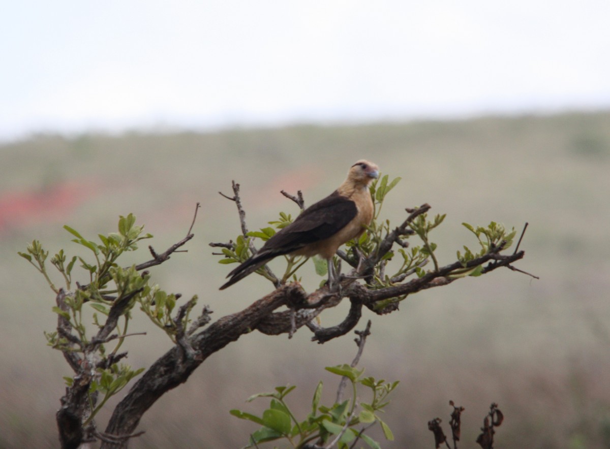 Yellow-headed Caracara - ML643509691