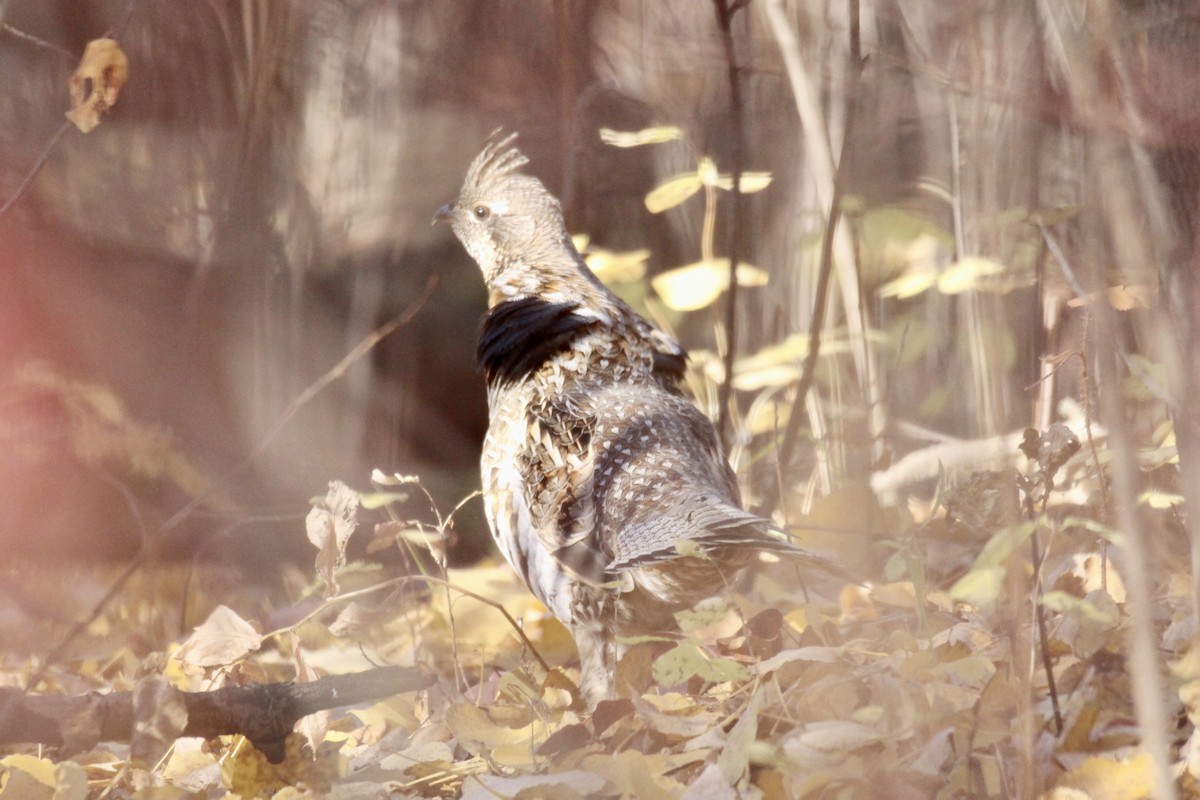 Ruffed Grouse - ML643509693