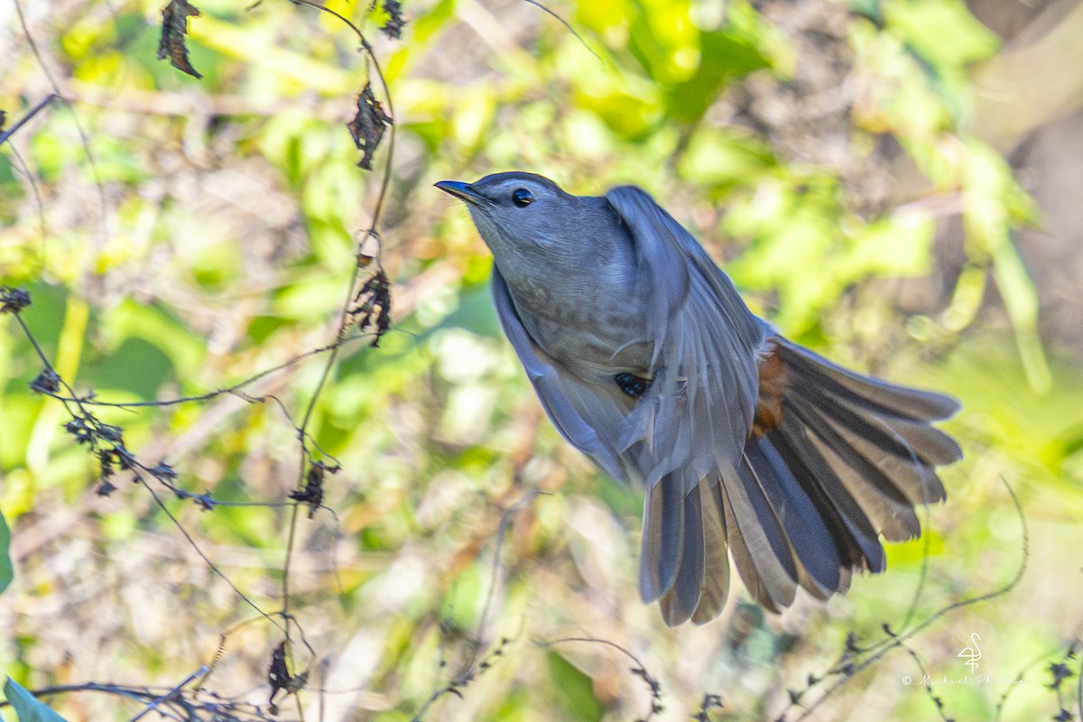 Gray Catbird - ML643509695
