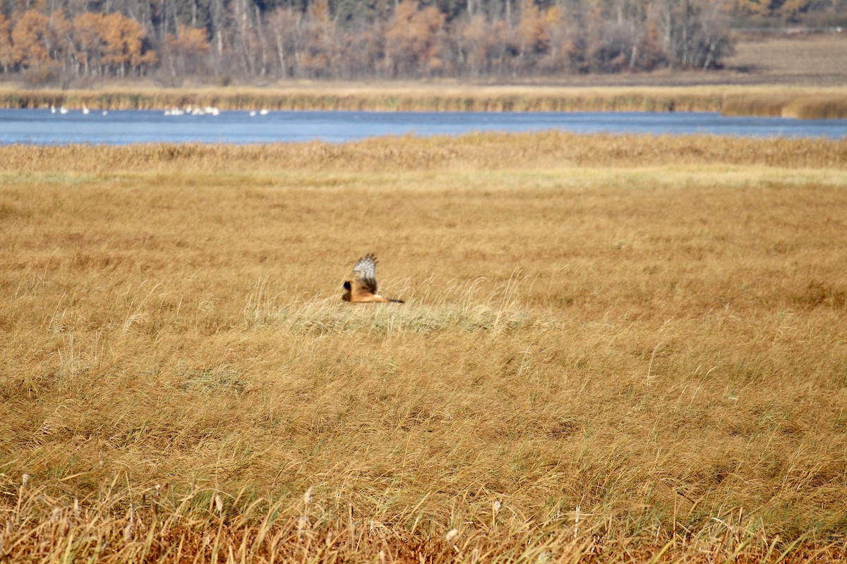 Northern Harrier - ML643509697