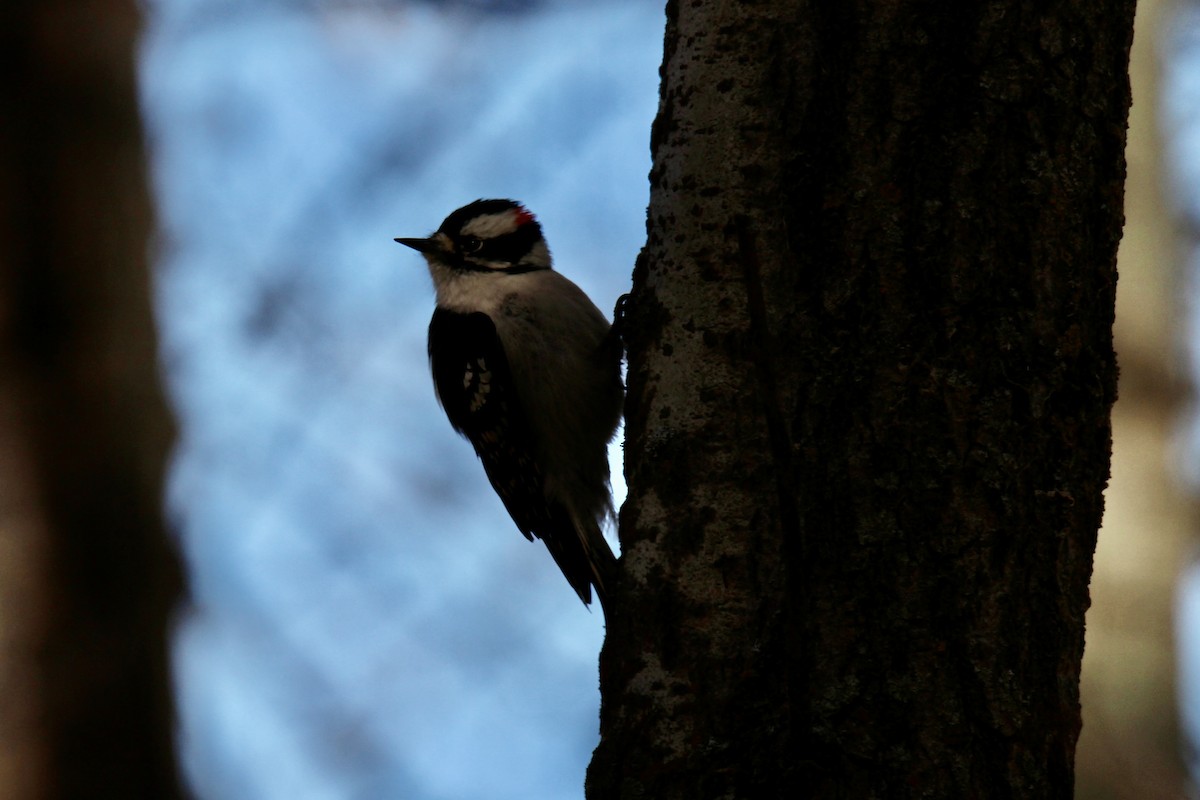 Downy Woodpecker (Eastern) - ML643509705