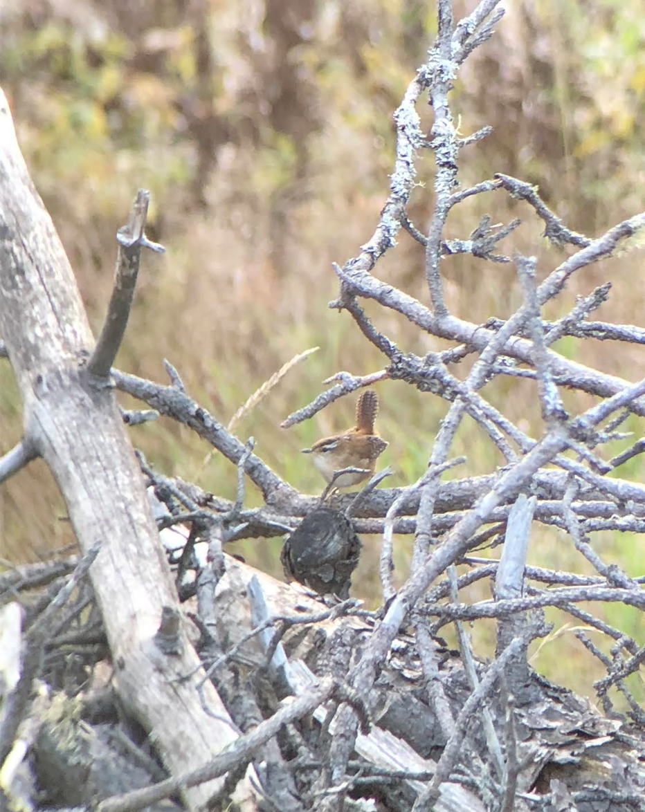 Marsh Wren - ML643509707