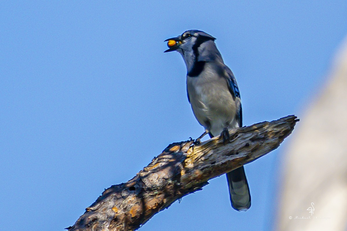 Blue Jay - ML643509708