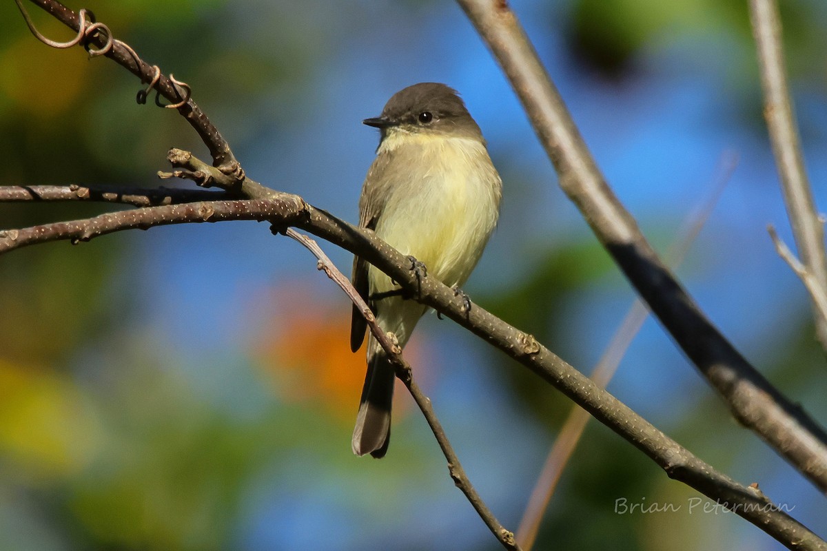 Eastern Phoebe - ML643509709