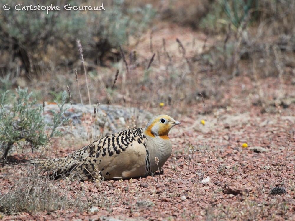 Pallas's Sandgrouse - Christophe Gouraud