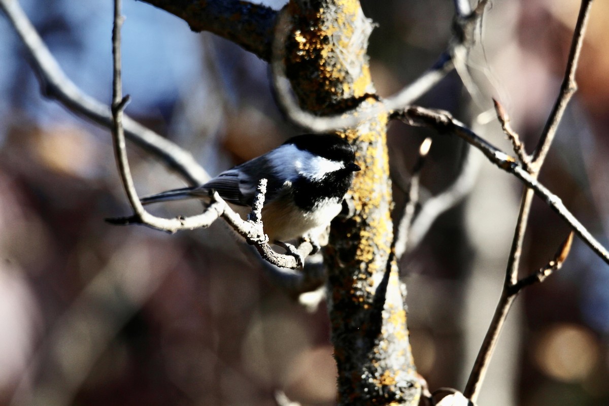 Black-capped Chickadee - ML643509715
