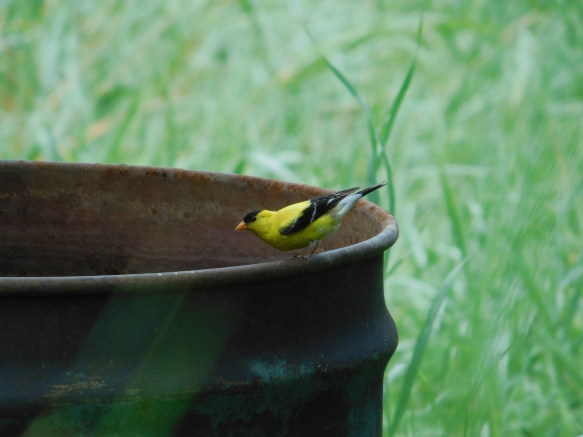 Chardonneret jaune - ML643509726