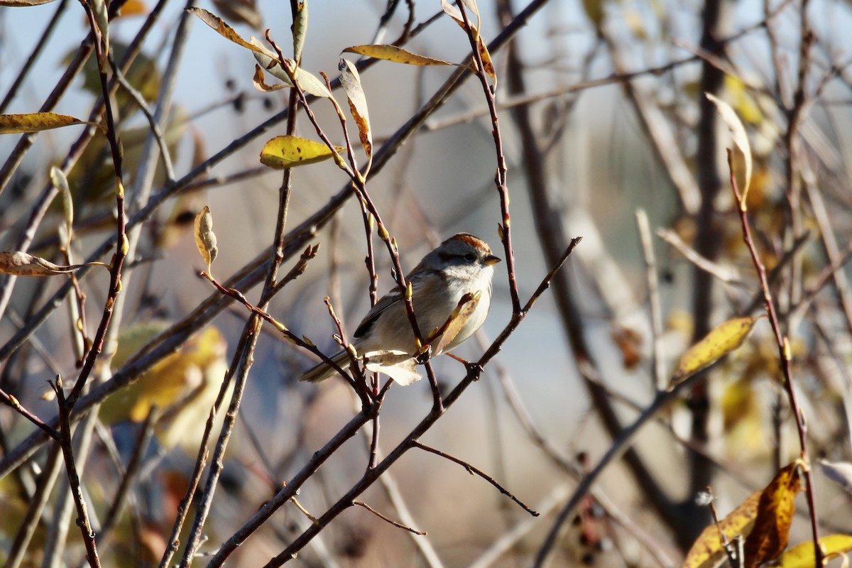 American Tree Sparrow - ML643509739