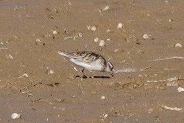 pygmésnipe - ML643509740