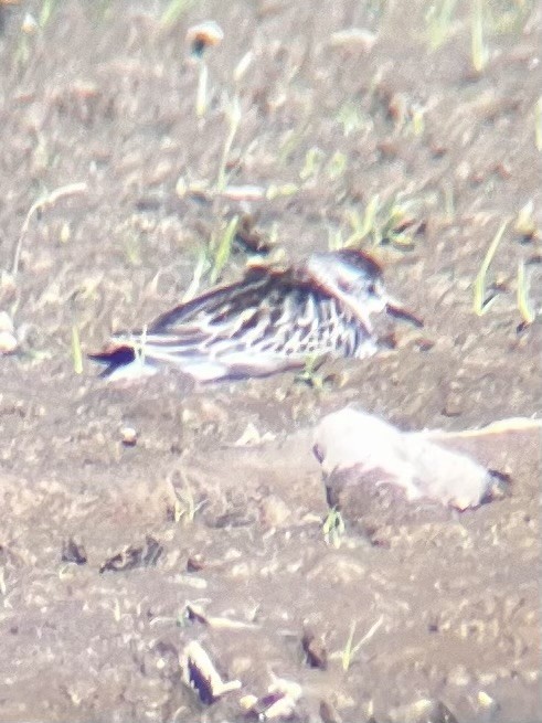 pygmésnipe - ML643509741
